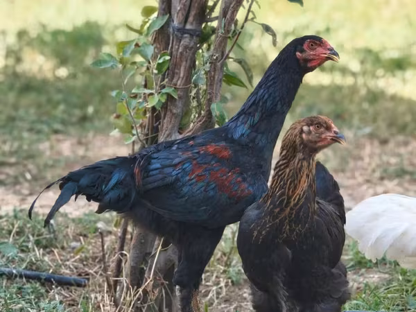 Brahma — Azerbaijan