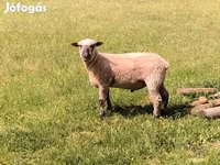 Qoʻchqor, Shroshire sheep — 4-rasm