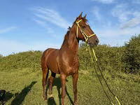 At, Akhal-Teke — foto 2
