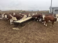 Уй, Казак акбаш уйу — сүрөт 6