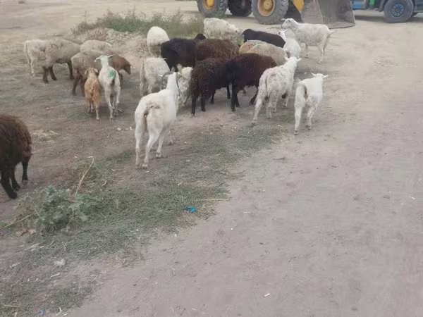 Sheep, Sheep
