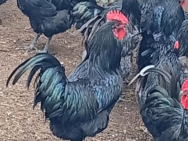 Australorp