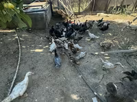 Ducks — फ़ोटो 1