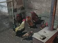Chickens — photo 2