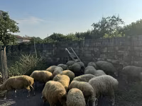 Qoyunlar (partiya, cinsi göstərilməyib), Qoyunlar — foto 2