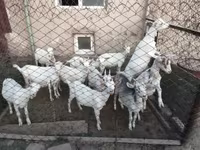 Cabras (lote, sexo no especificado), Saanen goat — foto 3