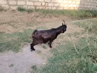 Cabra, Cabras — foto 3