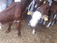 Bulle, Simmental cattle — Foto 3