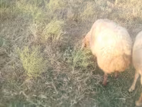 भेड़, भेड़ — फ़ोटो 7