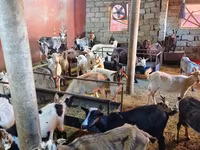 Goats (batch, sex not specified), Goats — photo 1