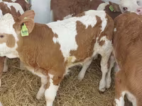 Buğa, Simmental cattle — foto 2