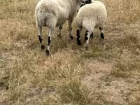 نعجة, Cerry Hill sheep — الصورة 2