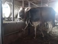 Toro, Ganado vacuno — foto 3