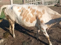İnək, Simmental cattle — foto 1