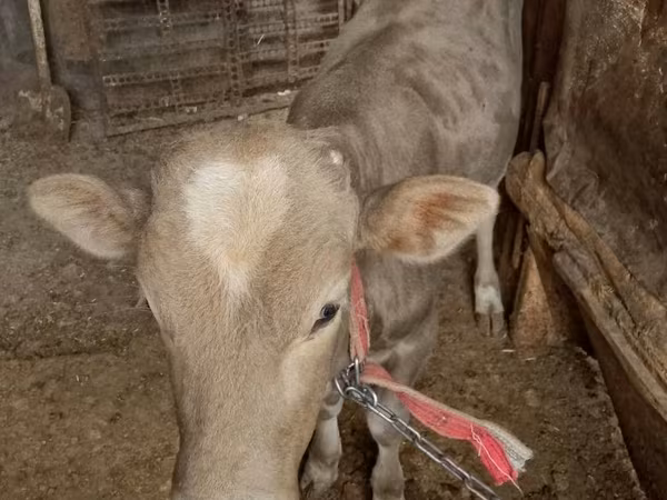 Cattle (batch, sex not specified), Cattle
