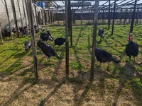 Turkeys — photo 4