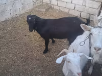 Goat, Goats — photo 1