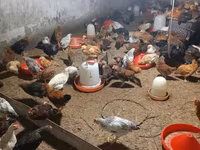 Chickens — foto 4