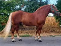 घोड़ा, Noriker — फ़ोटो 1