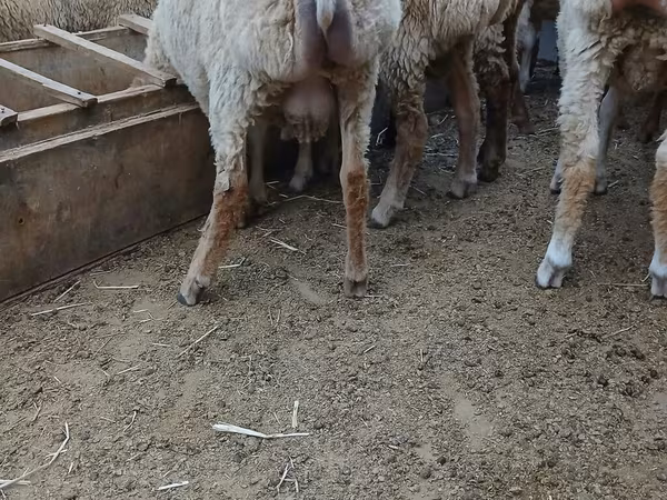 Qoyunlar (partiya, cinsi göstərilməyib), Qoyunlar