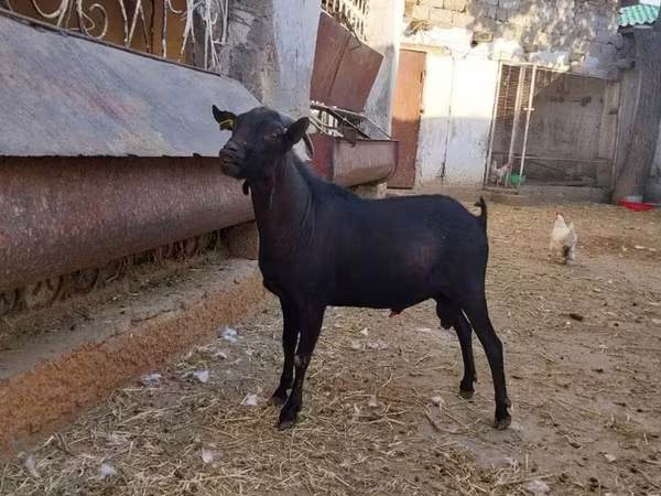 Коза, Murcia-Granada goats
