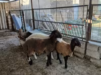 Qoyun, Blackheaded Persian sheep — foto 3