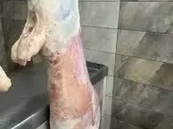 Գառի թարմ միս կիլոգրամով