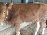 Bull, Simmental cattle — photo 1