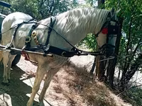 Cavalo, Cavalos — foto 3