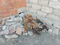 Chickens — photo 6