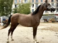 Horse (M), Arabian horse — photo 1