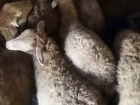 Sheep, Sheep — photo 2