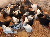 Chickens — photo 4