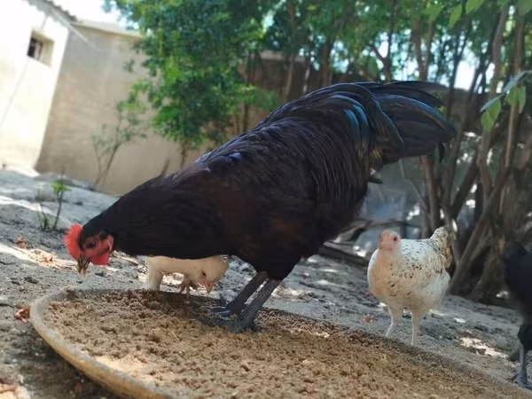 Australorp