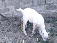 Dişi keçi, Saanen goat — foto 3