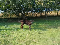 İnək, Simmental cattle — foto 3