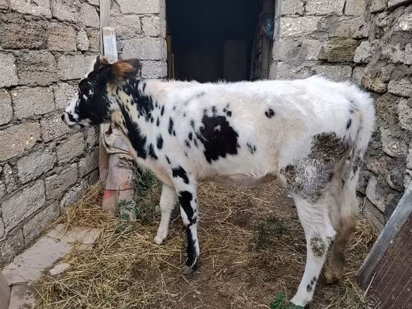 Krava, Russian Black pied cattle