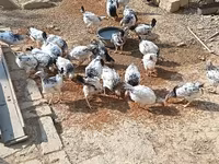 Chickens — photo 4