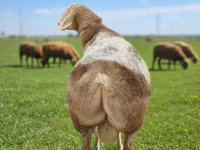 Qoç, Tian-Shan semifinewool sheep — foto 1