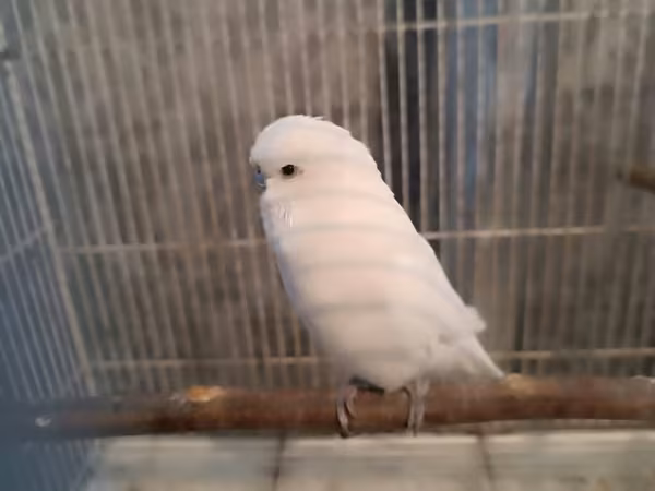 Ağ rəngli dalmatin (boz dimdikli) nimfa/paraket tipli xonça quşu və
