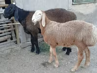 كبش, Arashan sheep — الصورة 3