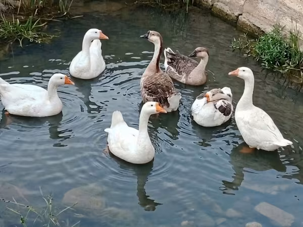 Geese — Azerbaijan