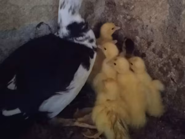 Ducks — Azerbaijan