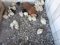 Chickens — foto 7