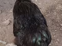 لوهمان براون — الصورة 2