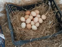 Chickens — Foto 5