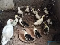 Ev Muskovisi — foto 5