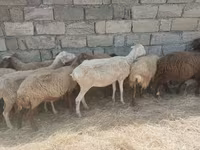 Qoyunlar (partiya, cinsi göstərilməyib), Qoyunlar — foto 6