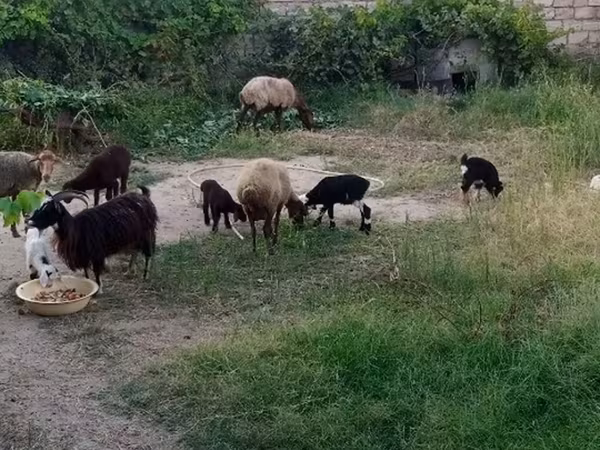 Sheep (batch, sex not specified), Sheep