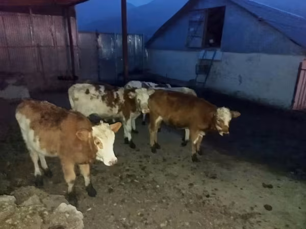 İribuynuzlu mal-qara (partiya, cinsi göstərilməyib), Qırmızı-ləkəli cins — Azərbaycan